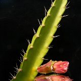 Calymmanthium substerile JL  (Only one plant is available per size - Une seule plante est disponible par taille)    ÉPUISÉ - OUT of STOCK - AGOTADO